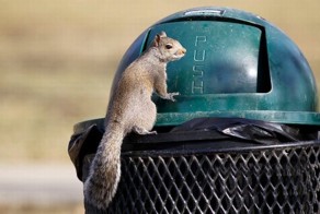 Белка обедает в парке (7 фото)