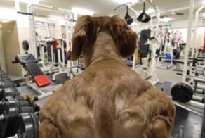 Пользователи Твиттера фотошопят "пса-бодибилдера"