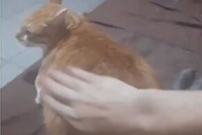 Кот обожает, когда его бьют по заднице