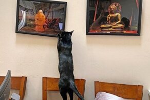 15 наглых морд, которые точно знают, кто в доме хозяин