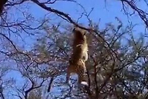 Леопард эффектно поймал птицу в прыжке