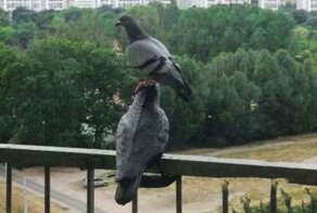 Как скучно я живу: невероятные приключения голубей в России