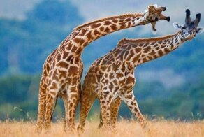 Впечатляющие работы фотографа дикой природы Андрея Гудкова