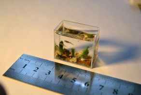 Самый маленький в мире аквариум с рыбками (6 фото + видео)