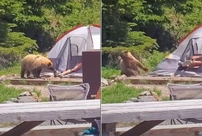 Любопытного медведя заинтересовала обувь спящего туриста