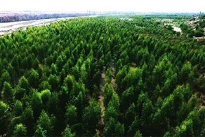 Пакистан накрыло цунами в 10 миллиардов деревьев