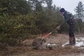 Мужчины спасли рысь, попавшую в капкан