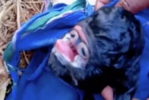 В Индии родился козленок с глазами во рту