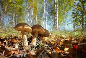Трое суток без еды и воды провёл 82-летний экс-десантник один в лесу