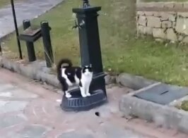 Незнакомец помог котику утолить жажду