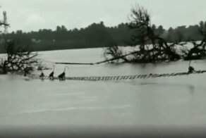 Мужчина построил веревочный мост через реку, чтобы спасти 40 макак