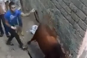 Издеваешься над животным?  Лови ответочку!