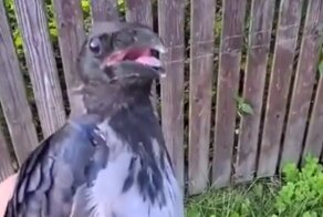 Мужчина спас ворону, застрявшую в заборе