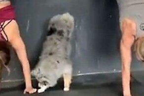 Умный пес встал на передние лапы, подражая своей хозяйке