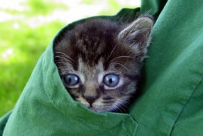 Котята в карманах (22 фото)