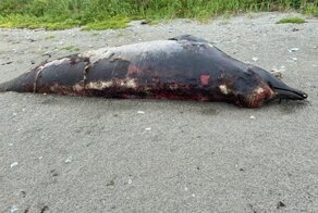 Ученых озадачила туша огромного существа, найденного на Сахалине