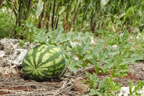 И все-таки они сохнут: почему вянут и засыхают арбузные плети и листья?