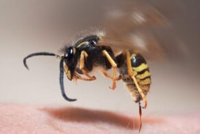 Что делать если укусила оса: 6 шагов для оказания помощи