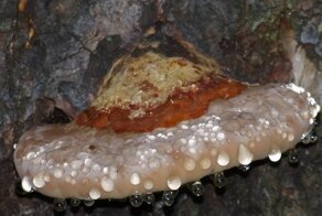 Удивительная субстанция напугала шведа, но россияне его успокоили