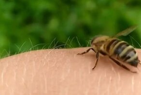 Как правильно вытащить жало пчелы: наглядно