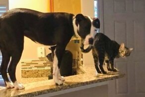 Питбуль живет среди котов, и считает себя одним из них