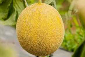 Почему сорт дыни «Колхозница» так называется?