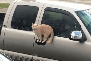 Притяженья больше нет: 40 котеек, которые бросили вызов законам физики