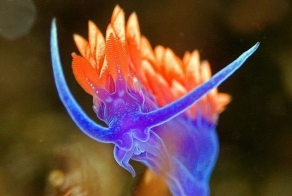 Красоты подводного мира (38 фото)