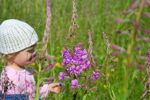 Полная технология изготовления иван-чая в домашних условиях