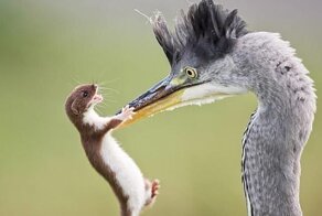 В невероятной битве крохотная ласка победила цаплю