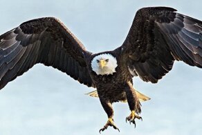 Американский лысый орел уничтожил правительственный беспилотник