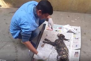 Спасение собаки, которая была покрыта смолой и приклеилась к тротуару