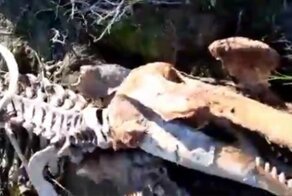 На Ямале рыбак обнаружил пятиметровый скелет неизвестного животного