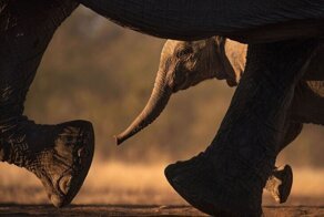 Всемирный день слонов 2020