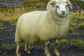 Работники УК подмосковного ЖК «Рублевский» на глазах у детей зарезали барана