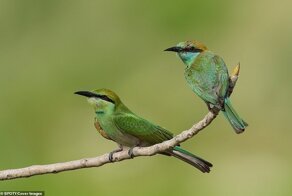 Лучшие фотографии птиц с конкурса Bird Photographer Of The Year 2020