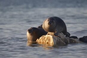 Полчища нерп собрались на Ушканьих островах на Байкале