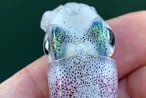 Завораживающие, меняющие цвет кальмары