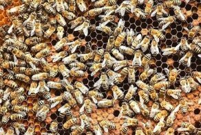 Ученые предпочитают лечить простуду медом