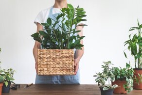 Почему замиокулькас считается цветком безбрачия?