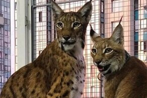 В нашем доме поселилась замечательная рысь