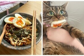 Животные, которым нельзя доверять еду хозяев