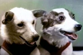 Белка, Стрелка и мохнатая команда: история покорения космоса животными