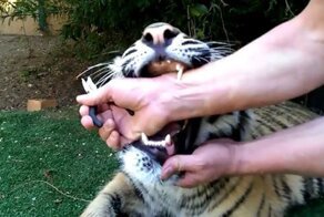 Посмотрите, как тигренок отреагировал на удаление зуба