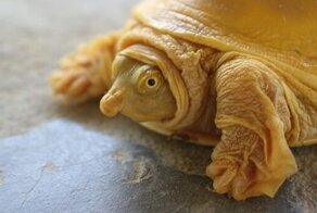 В Непале нашли редкую черепаху с золотистым панцирем