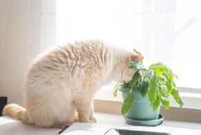 Почему коты едят цветы?