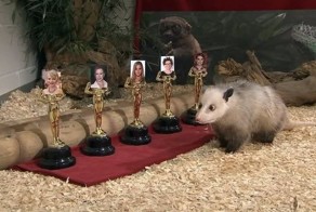 По следам осьминога Пауля (2 фото)