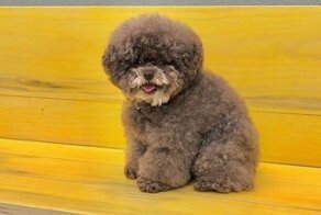 Кокоро - пудель, который очень похож на персонажа "Звездных войн"