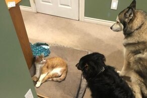 15 фото отъявленных наглецов, на которых у собак нервов не хватает  