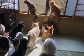 В Японии есть отель, в котором можно "арендовать" кота